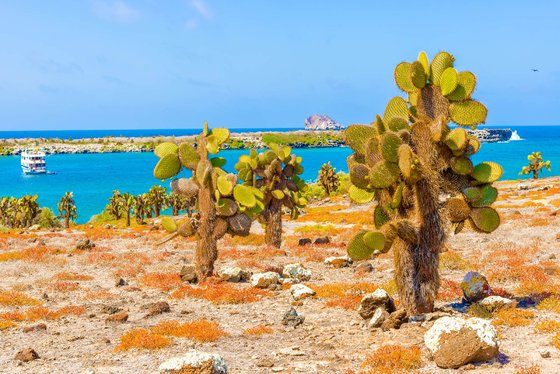 Black Turtle Cove  (Galapágy, Santa Cruz)