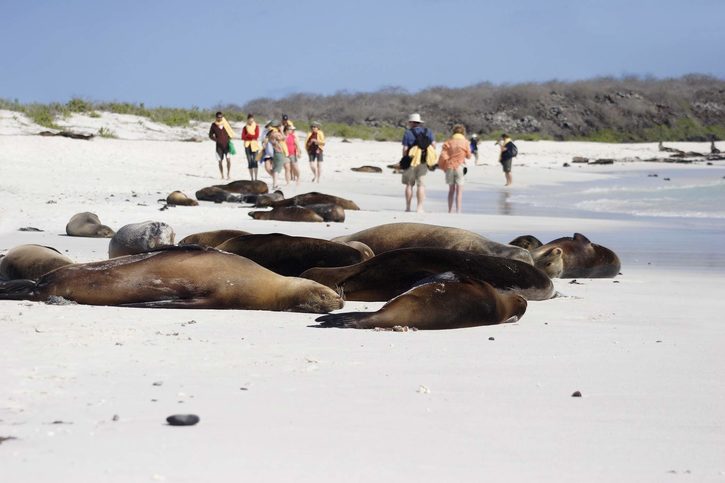 Spící lachtani na Gardner Bay, Galapágy