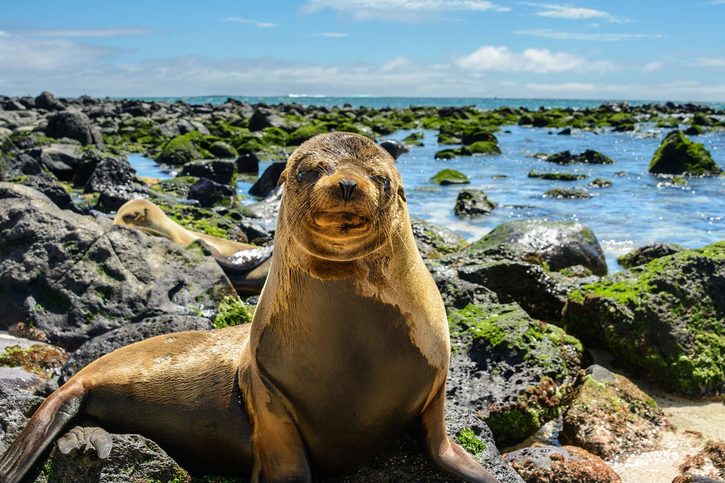 Lachtani na ostrově Isla Lobos, Galapágy