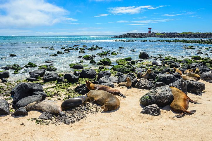 Lachtani na ostrově Isla Lobos, Galapágy