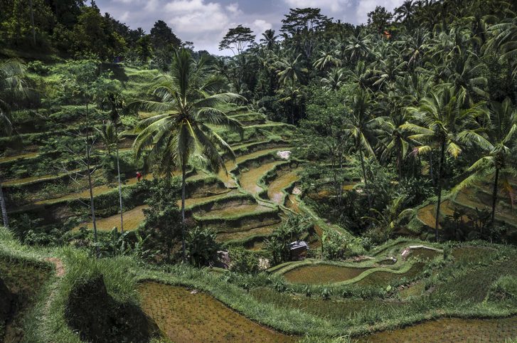 Rýžové terasy na Bali