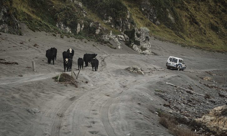 Divoká příroda ve Wellingtonu, Nový Záland