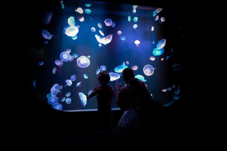 Las Palmas - Medúzy v akváriu Poema del Mar.
