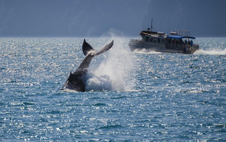 Výlet za pozorování velryb, Juneau, Aljaška