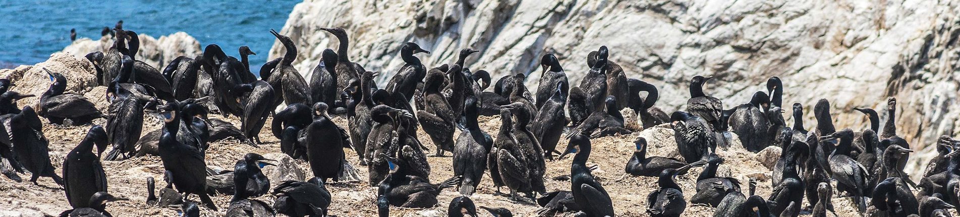 Cormorant Point (Galapágy, Floreana)