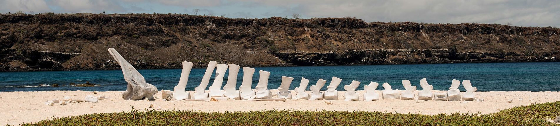 Mosquera Island (Galapágy)